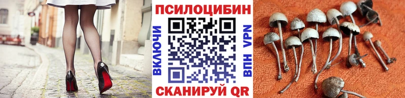сколько стоит  Малаховка  Галлюциногенные грибы Cubensis 